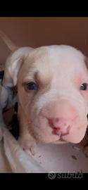 Cucciolo pitbull