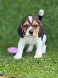 Beagle
