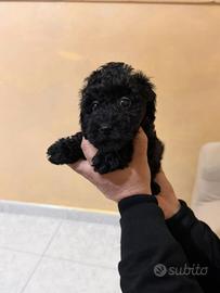 Barboncino Mini Toy black