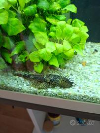 Ancistrus dolichopterus, pulitore acquario. 
