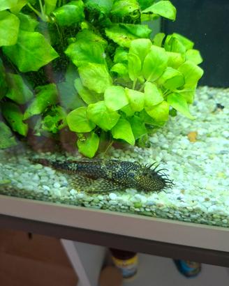 Ancistrus dolichopterus, pulitore acquario. 
