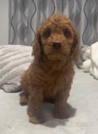 Cucciolo maltipoo