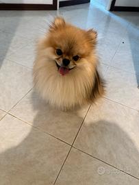 Volpino di Pomerania