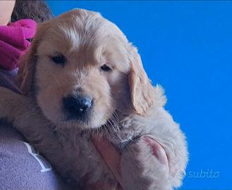 Golden retriver
