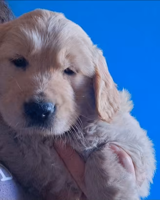 Golden retriver