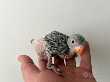 Parrocchetto dal collare