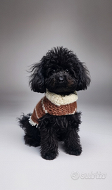 Barboncino minitoy per monta