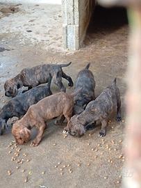 Cuccioli segugio maremmano