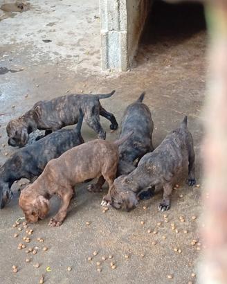 Cuccioli segugio maremmano