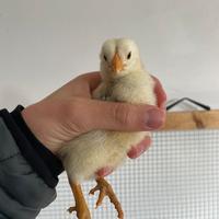 Pulcini marans e olive egger