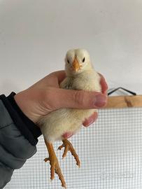 Pulcini marans e olive egger