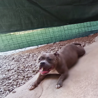 American bully