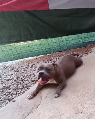 American bully