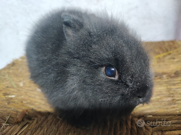 Coniglio nano testa di leone