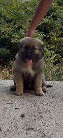 Cucciola pastore del caucaso