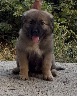 Cucciola pastore del caucaso
