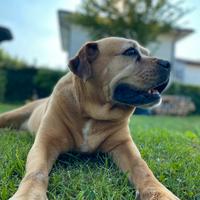 Motivi di trasferimento