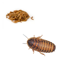 INSETTI DA PASTO (tarme della farina-blatte dubia)