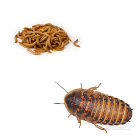 INSETTI DA PASTO (tarme della farina-blatte dubia)