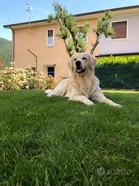 Golden retriever inglese maschio per monta