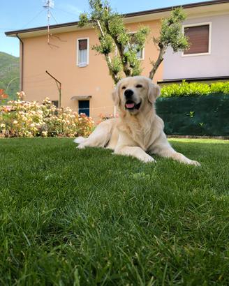 Golden retriever inglese maschio per monta
