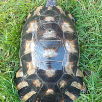 Marginata maschio adulto