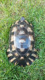 Marginata maschio adulto