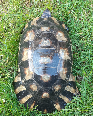 Marginata maschio adulto