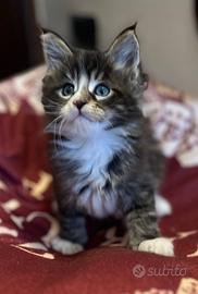 Cucciolo di Maine Coon