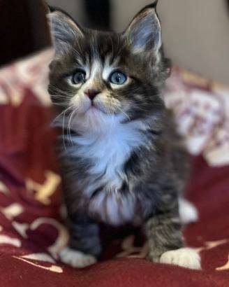 Cucciolo di Maine Coon