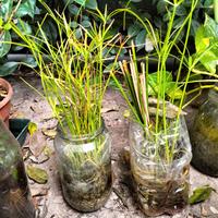 papiro terrario idrocoltura verde giardino pianta