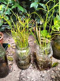 papiro terrario idrocoltura verde giardino pianta