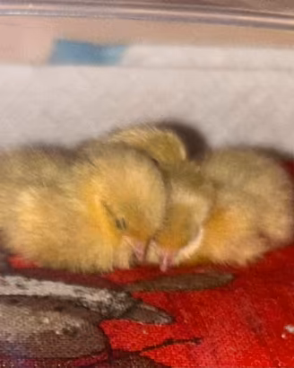 Quaglie Cinesi