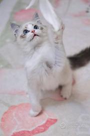 Cucciolo ragdoll