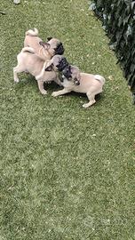Carlino cuccioli