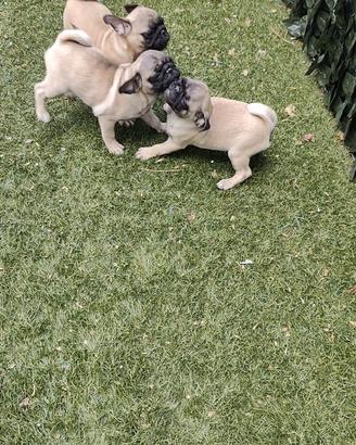 Carlino cuccioli