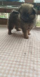 Mini Toy volpino della pomerania