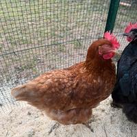 Galline isa brown ovaiole rosse