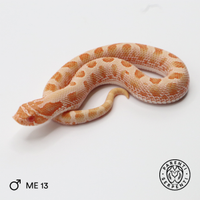 Heterodon nasicus 0.1