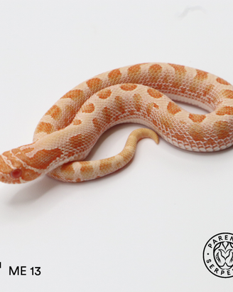 Heterodon nasicus 0.1