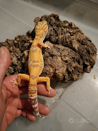 Geco leopardino