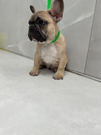 Cucciola bulldog