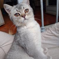 Gattini scottish fold e straight con Pedigree