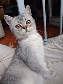 Gattini scottish fold e straight con Pedigree