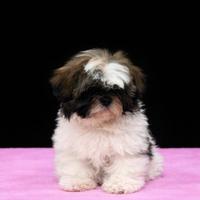 Shih tzu