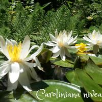 ninfea rustica Caroliniana Nivea bianca