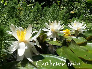 ninfea rustica Caroliniana Nivea bianca
