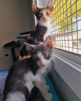 Gattini in adozione Porpetto