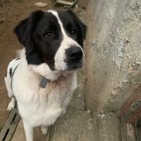 Pastore dell'Asia centrale