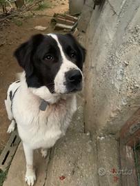 Pastore dell'Asia centrale